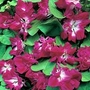 Morning Glory : Sunrise Serenade 1 packet