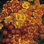 Marigold 'Starfire' 1 packet (300 seeds)