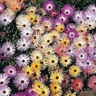 Mesembryanthemum criniflorum Magic Carpet Mixed 1 packet