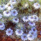 Nigella damascena Miss Jekyll 1 packet