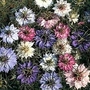 Nigella damascena Persian Jewels 1 packet