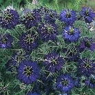 Nigella damascena Oxford Blue 1 packet