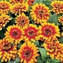 Zinnia Elegans Swizzle Scarlet & Yellow 1 packet (10 seeds)