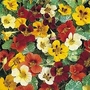 Nasturtium 'Jewel Of Africa' 1 packet (25 seeds)