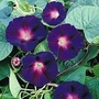 Morning Glory : Star Of Yelta 1 packet