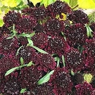 Scabiosa atropurpurea Ace of Spades 1 packet