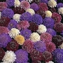 Scabiosa atropurpurea Dwarf Double Mixed 1 packet