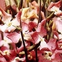 Stocks : Night Scented Stock 1 packet