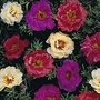 Portulaca grandiflora Kariba Mixed F2 1 packet