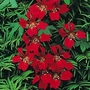 Tropaeolum Speciosum 1 packet (10 seeds)
