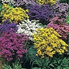 Limonium sinuatum Forever Mixed 1 packet