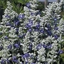 Salvia Farinacea Strata 1 packet (80 seeds)