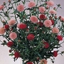 Cirsium japonicum Pink & Rose Beauty 1 packet