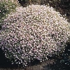Gypsophila muralis Gypsy 1 packet