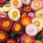 Helichrysum Monstrosum Bright Bikini Mixed 1 packet (200 seeds)