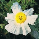Romneya coulteri 1 packet
