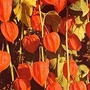 Physalis alkekengi 1 packet