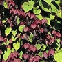 Rhodochiton atrosanguineum 1 packet