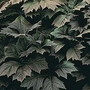 Rodgersia pinnata 1 packet