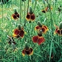 Ratibida Columnifera Red Midget 1 packet (500 seeds)