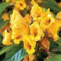 Busy Lizzie : Jungle Gold F1 Hybrid 1 packet