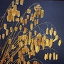 Grass - Ornamental : Briza maxima 1 packet