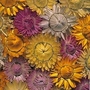 Helichrysum Monstrosum Summer Solstice 1 packet (200 seeds)