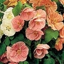 Abutilon Bella Mixed F1 Hybrid 1 packet