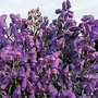 Aconitum Carmichaelii 1 packet (50 seeds)