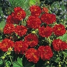 Geum flore plena Blazing Sunset 1 packet