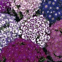 Cineraria hybridus Dwarf British Beauty Mixed 1 packet