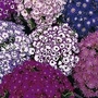 Cineraria hybridus Dwarf British Beauty Mixed 1 packet