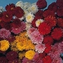 Chrysanthemum x koreanum Fanfare Improved F1 1 packet