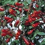 Eccremocarpus scaber Tresco Crimson 1 packet