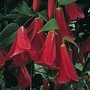 Lapageria Rosea 1 packet (5 seeds)