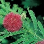 Mimosa pudica 1 packet