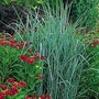 Grass : Panicum Virgatum 1 packet (25 seeds)