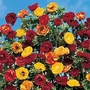 Potentilla atrosanguinea Fireball Mixed 1 packet