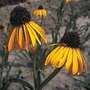Coneflower paradoxa var. paradoxa 1 packet