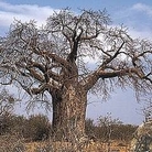 Adansonia digitata 1 packet
