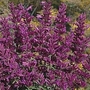 Agastache cana 1 packet