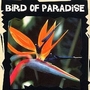 Bird Of Paradise - Dwarf 1 packet (7 seeds)