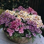Schizanthus Dwarf Bouquet Mixed 1 packet