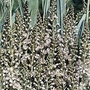 Lysimachia ephemerum 1 packet