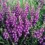 Scutellaria baicalensis 1 packet