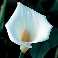Zantedeschia aethiopica 1 packet