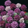 Armeria hybrida Bees Hybrids 1 packet