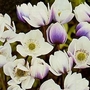 Anemone rivularis 1 packet