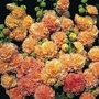 Althaea rosea Peaches 'n' Dreams 1 packet