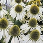 Echinacea Purpurea White Swan 1 packet (50 seeds)